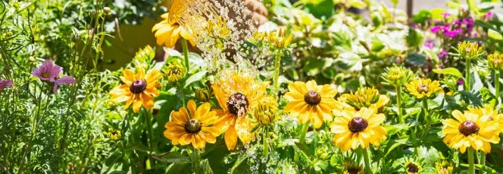 Gelbe Sonnenhut-Blumen werden gegossen